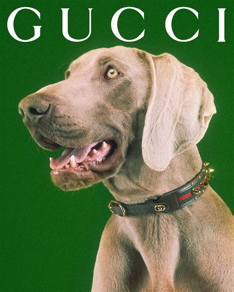 bruine gucci pet|Gucci dog and cat.